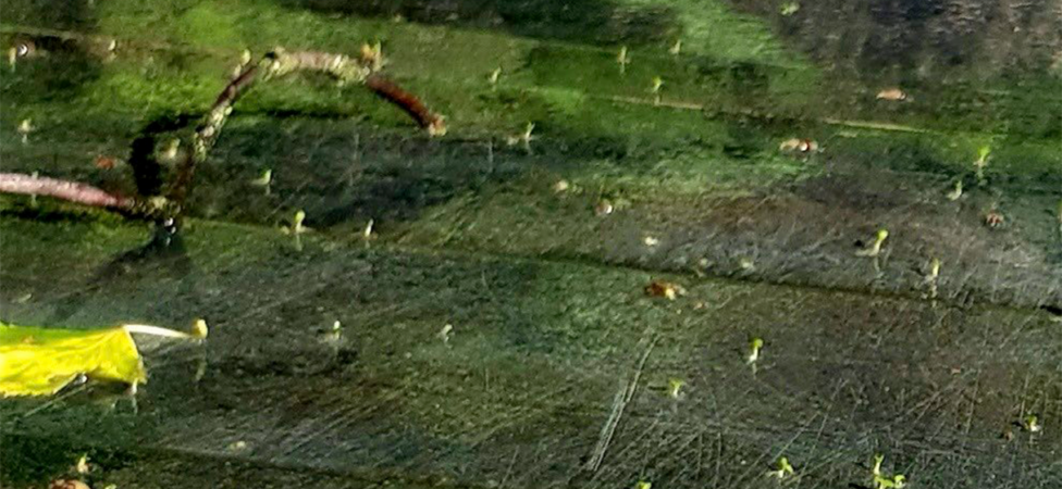 Åliansen Babels torn & Utomhusverk Åliansen Babels torn & Utomhusverk